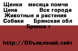 Щенки 4 месяца-помчи › Цена ­ 5 000 - Все города Животные и растения » Собаки   . Брянская обл.,Брянск г.